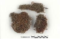 藏品(檜苔屬)的圖片